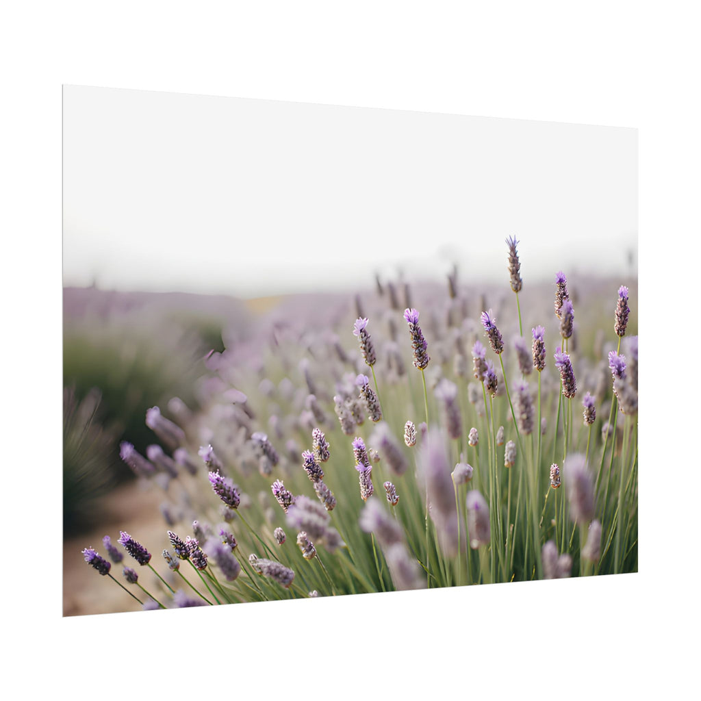Muurdecoratie met lavendelveld – Poster 