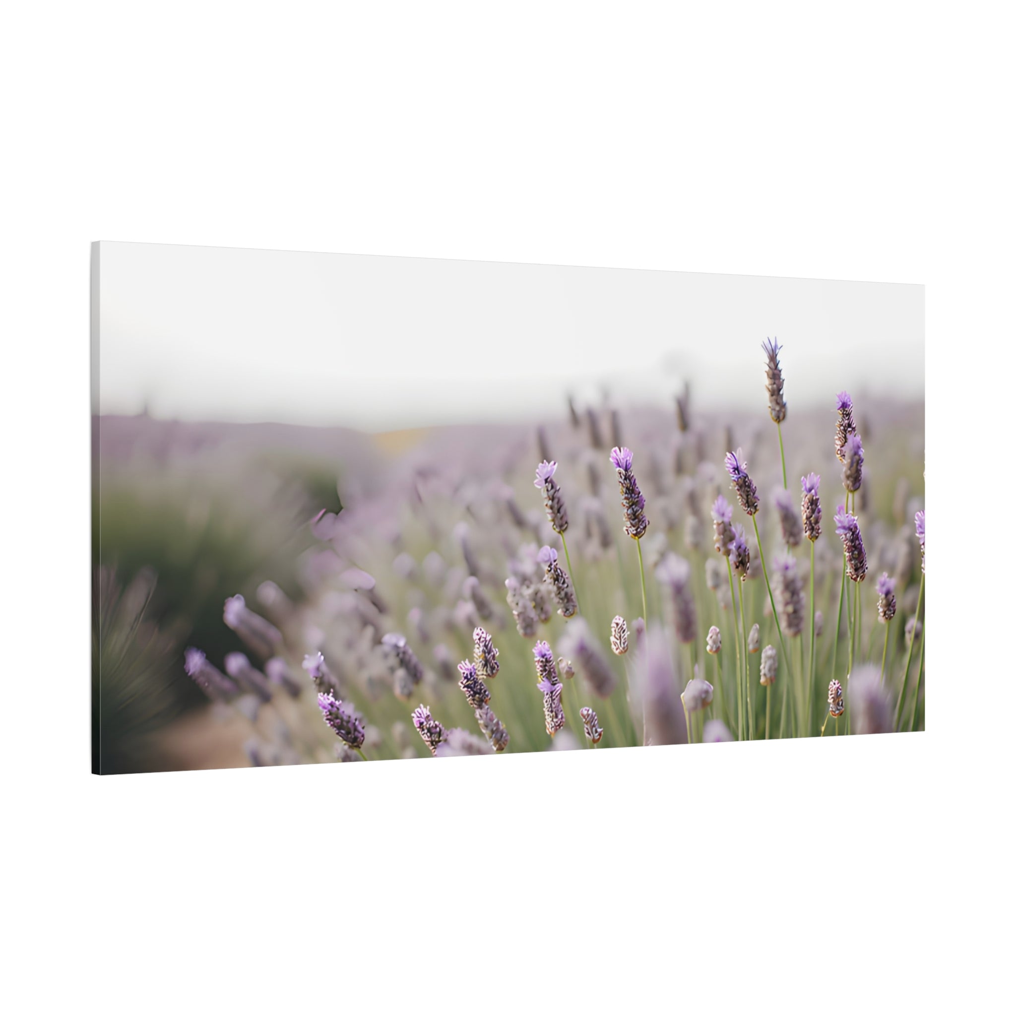 Lavender Field Wall Art – Stretched Canvas