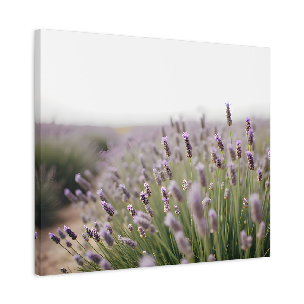 Lavender Field Wall Art – Stretched Canvas