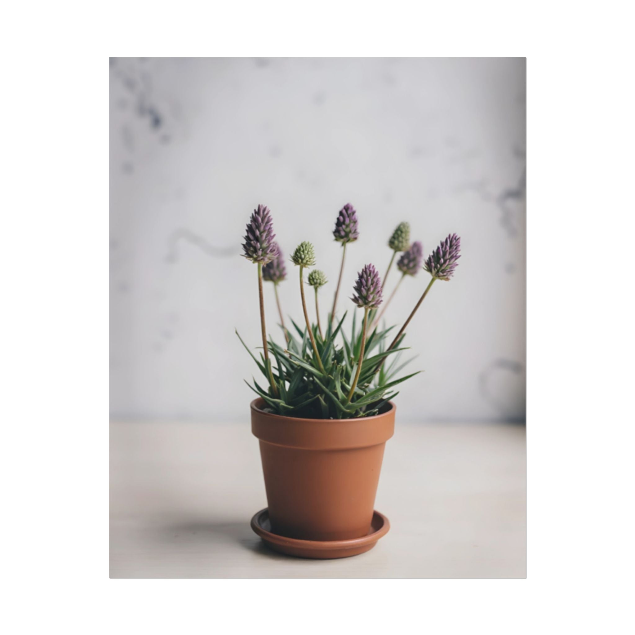 Potted Alpine Dodgegrass Wall Art – Poster