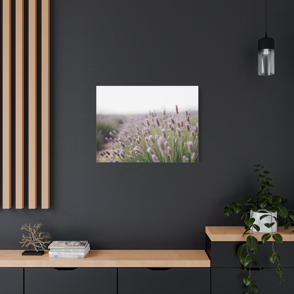 Lavender Field Wall Art – Stretched Canvas