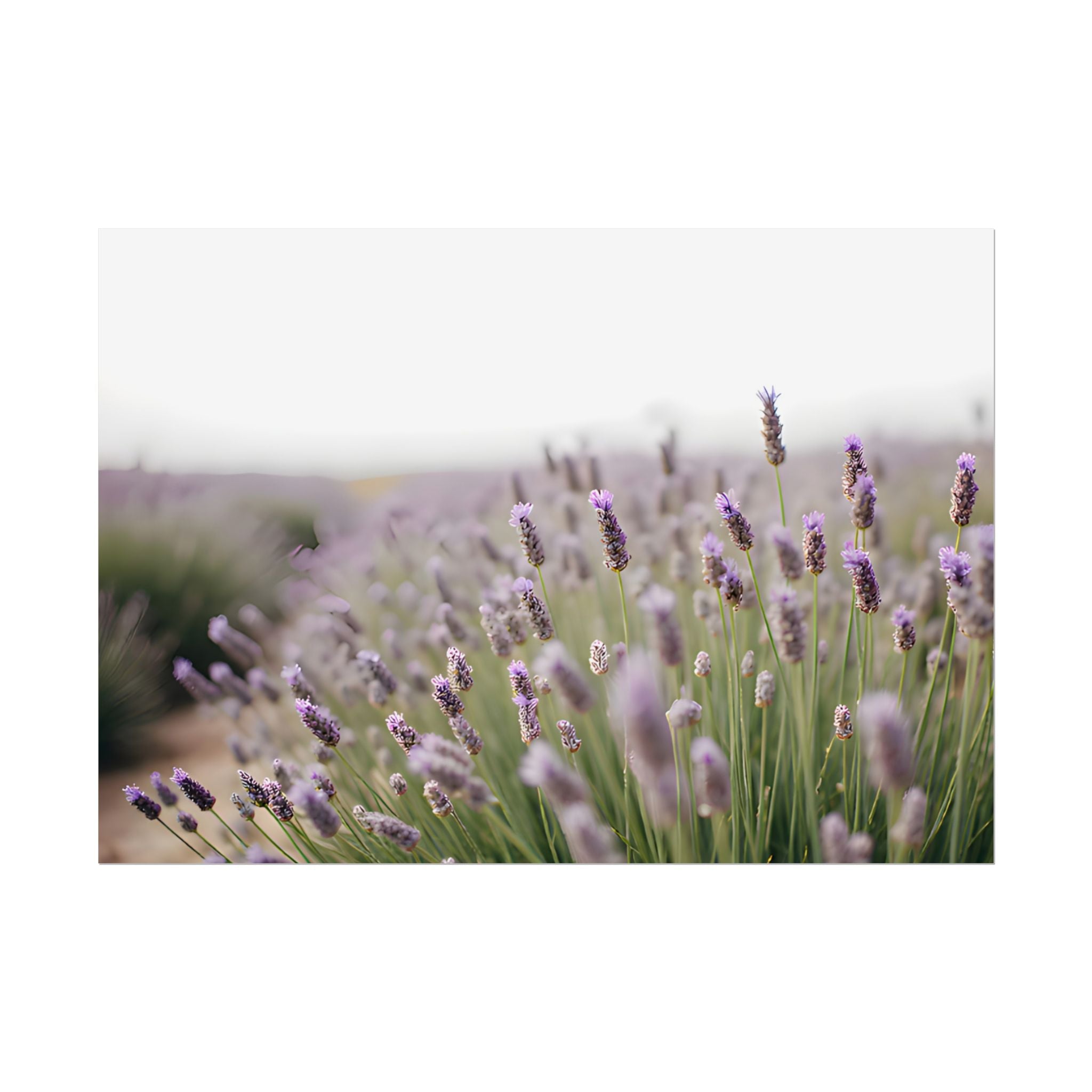 Lavender Field Wall Art – Poster