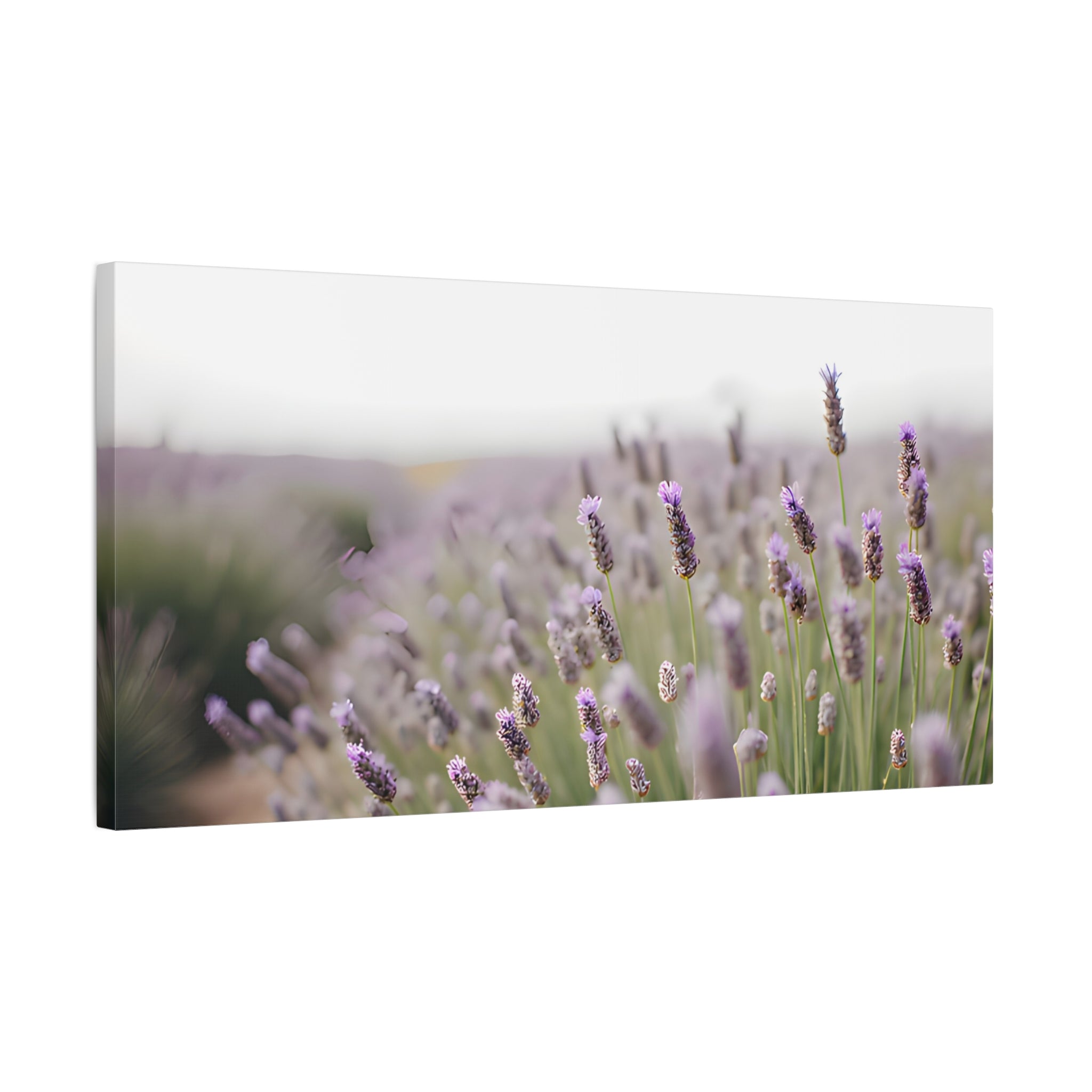 Lavender Field Wall Art – Stretched Canvas