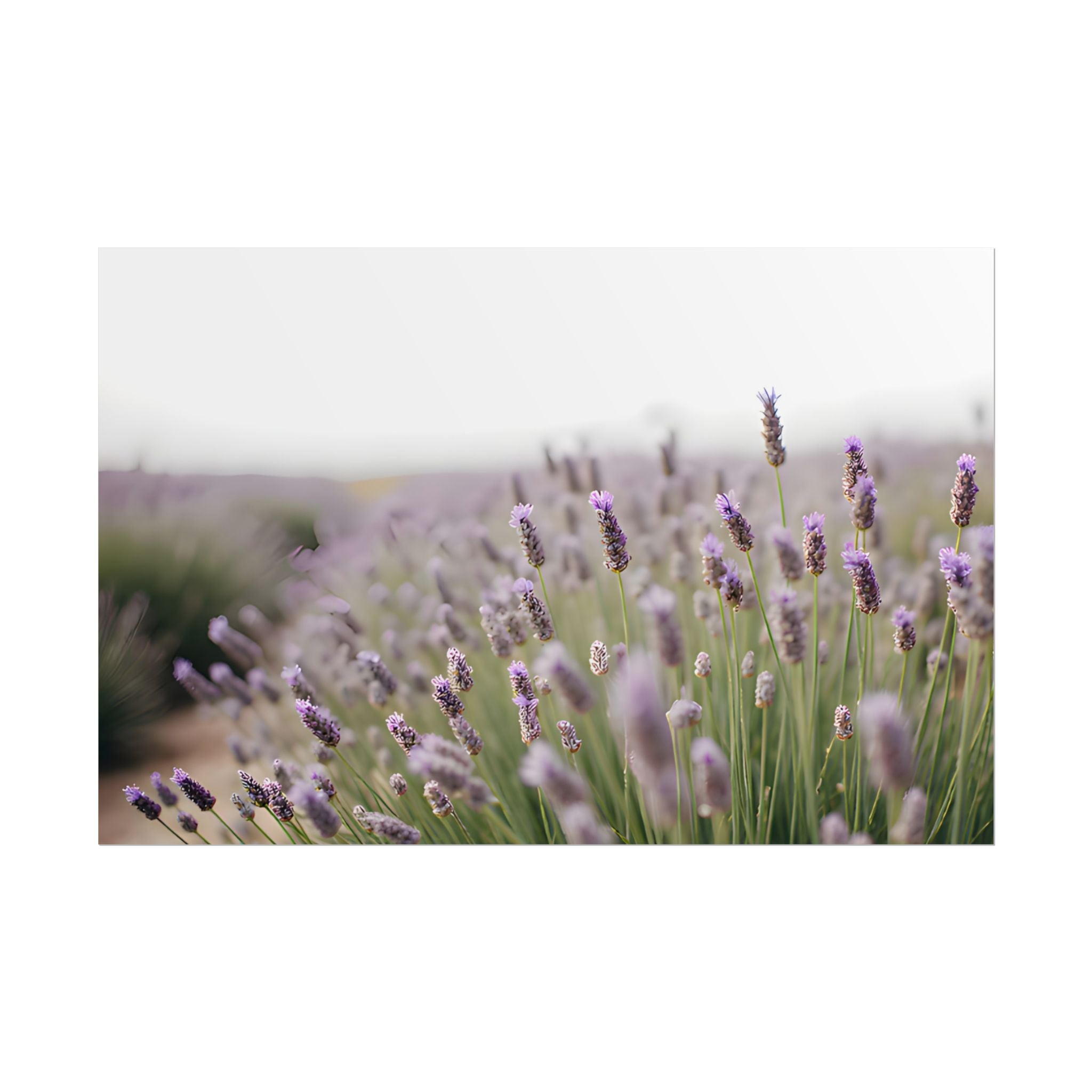 Lavender Field Wall Art – Poster