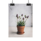Muurdecoratie met alpengras in pot – Poster 