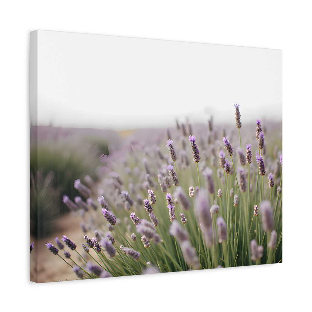 Lavender Field Wall Art – Stretched Canvas