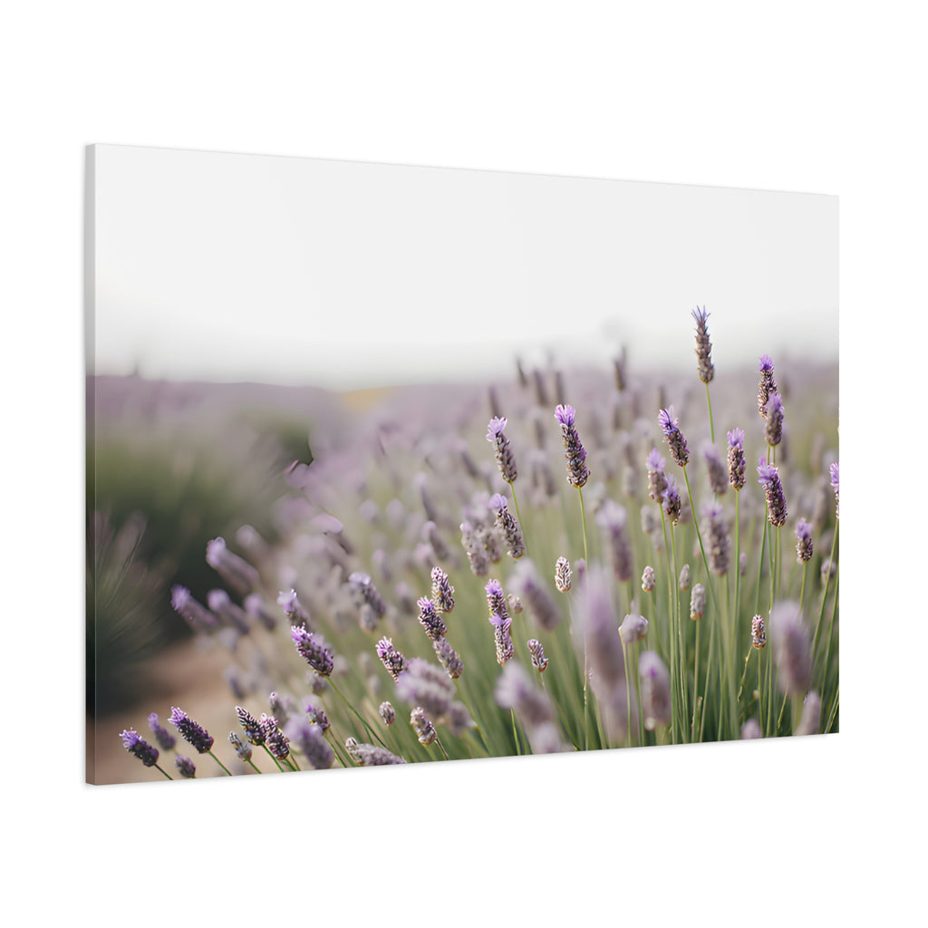 Lavender Field Wall Art – Stretched Canvas