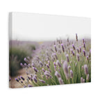 Lavender Field Wall Art – Stretched Canvas