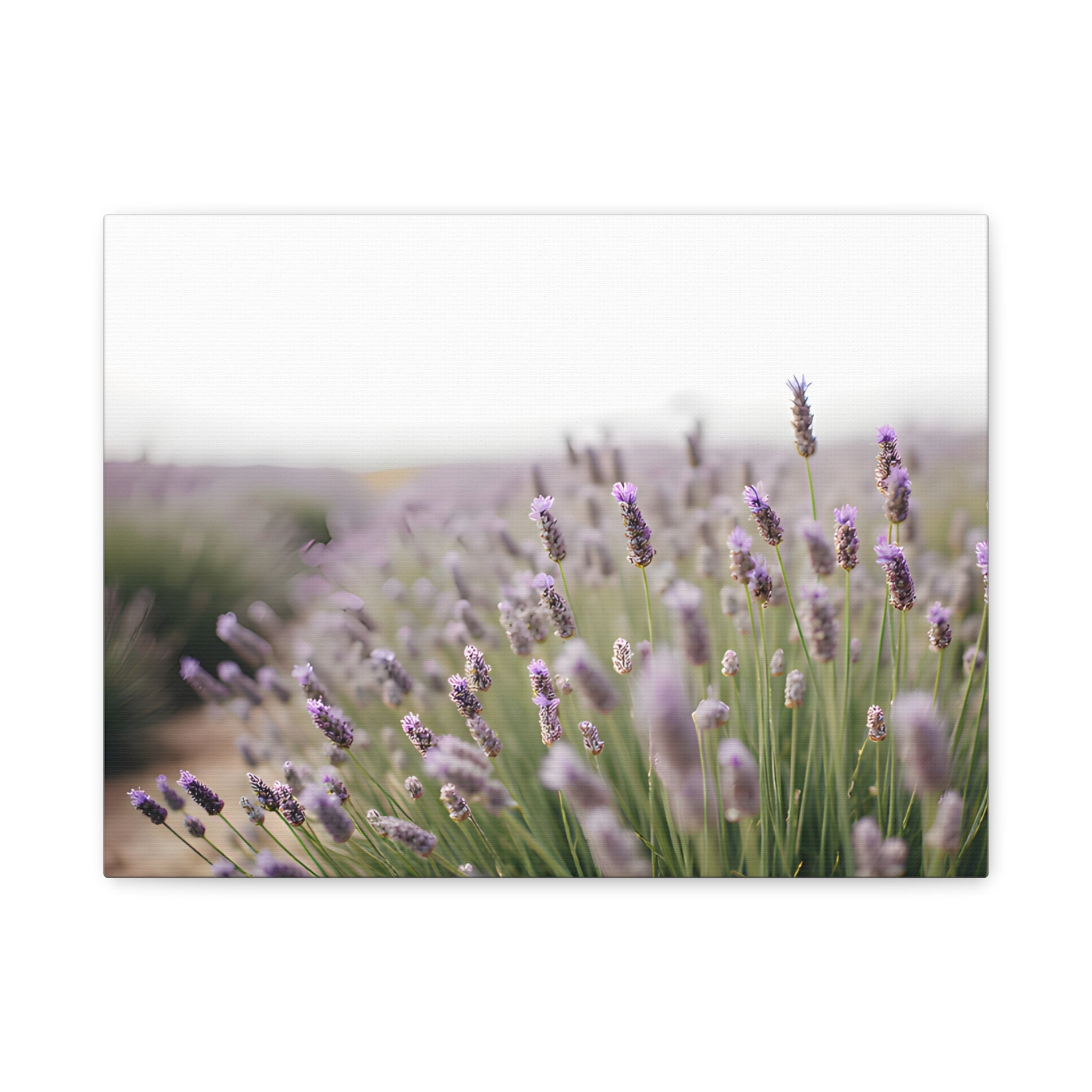 Lavender Field Wall Art – Stretched Canvas